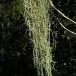 Usnea dimorpha