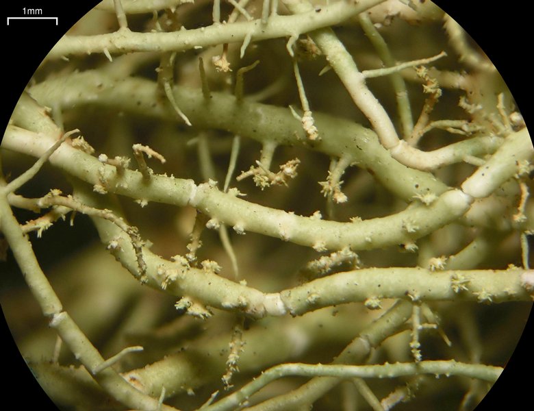 Usnea dimorpha