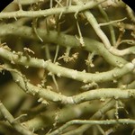 Usnea dimorpha