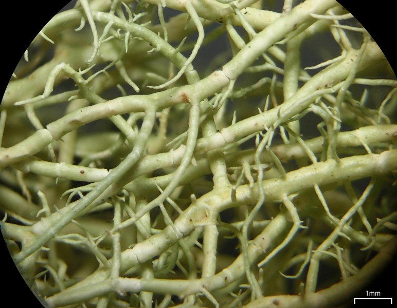 Usnea dimorpha