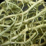 Usnea dimorpha