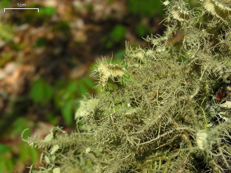 Usnea endochrysea