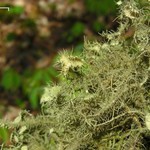 Usnea endochrysea