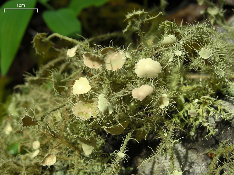 Usnea endochrysea