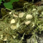 Usnea endochrysea