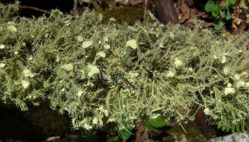 Usnea endochrysea
