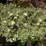 Usnea endochrysea