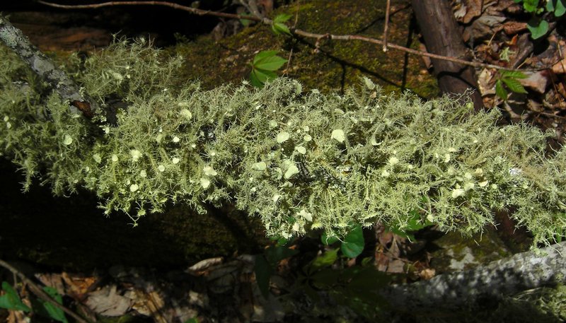 Usnea endochrysea