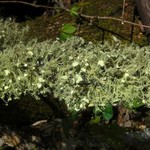 Usnea endochrysea