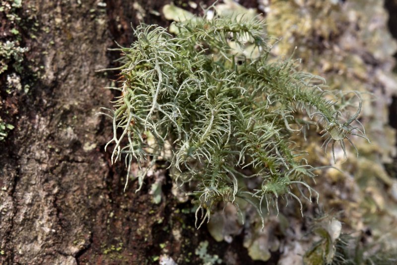 Usnea endochrysea