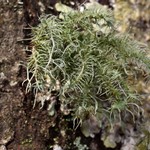 Usnea endochrysea