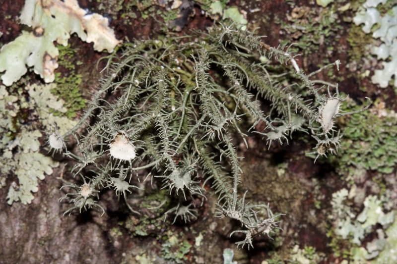 Usnea endochrysea