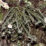 Usnea endochrysea