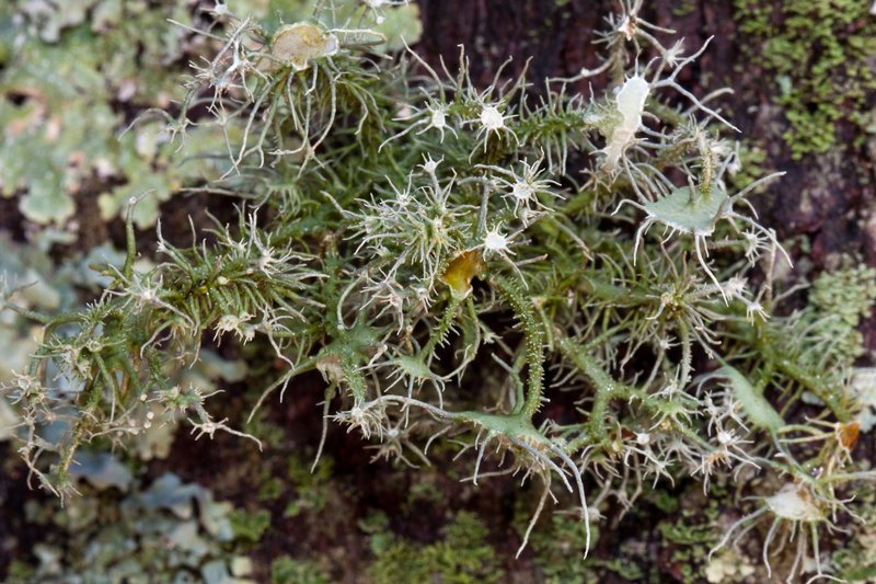 Usnea endochrysea