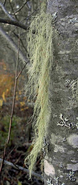 Usnea dasopoga