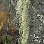 Usnea dasopoga