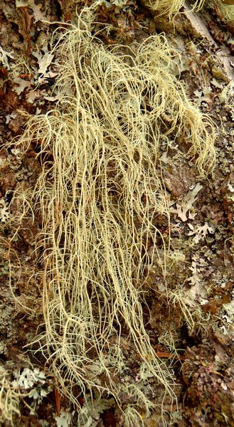 Usnea dasopoga