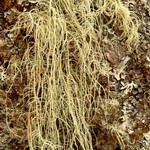 Usnea dasopoga