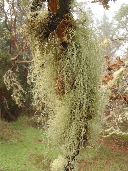 Usnea dasopoga