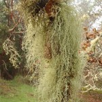 Usnea dasopoga