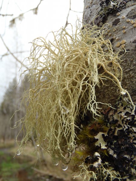 Usnea flavocardia