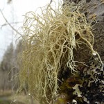 Usnea flavocardia