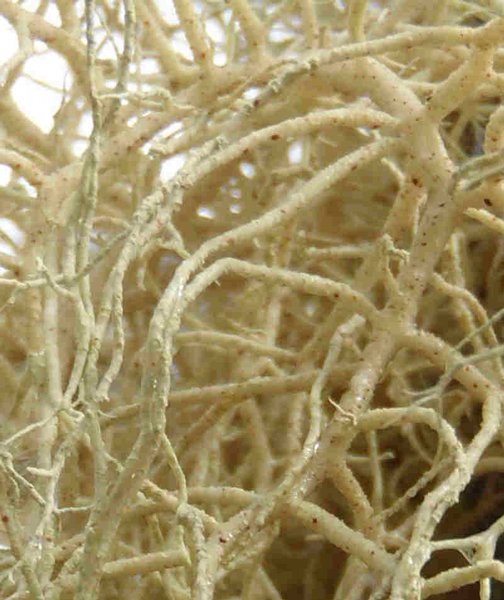 Usnea flavocardia