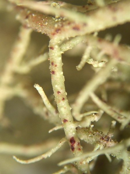 Usnea flavocardia