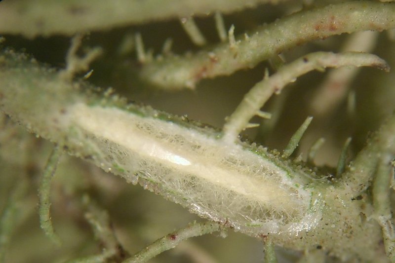 Usnea flavocardia