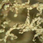 Usnea flavocardia