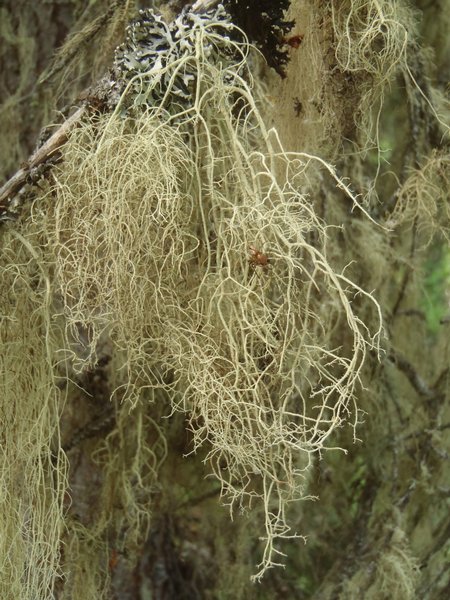 Usnea fulvoreagens