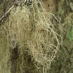 Usnea fulvoreagens