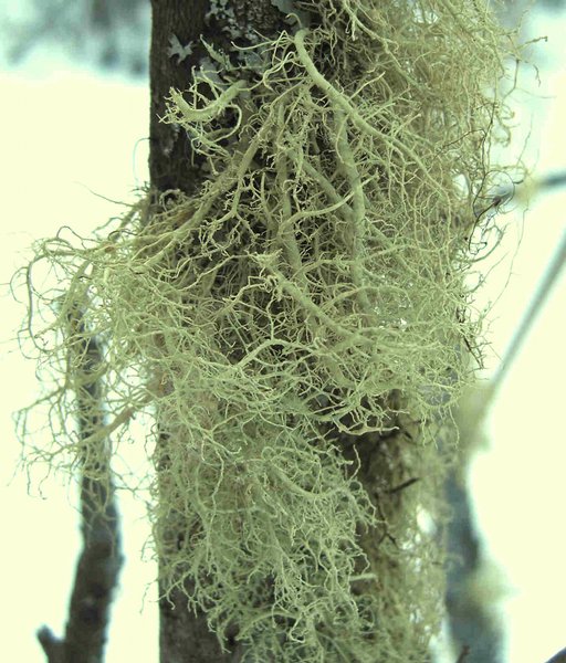 Usnea glabrata
