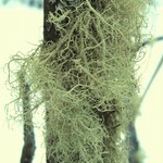 Usnea glabrata