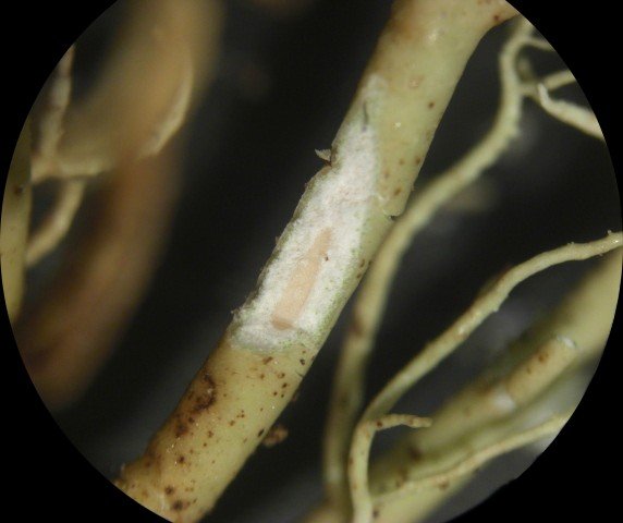 Usnea halei