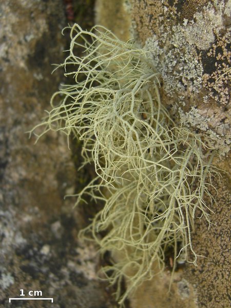 Usnea halei