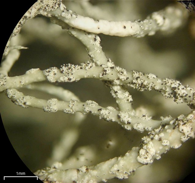 Usnea halei