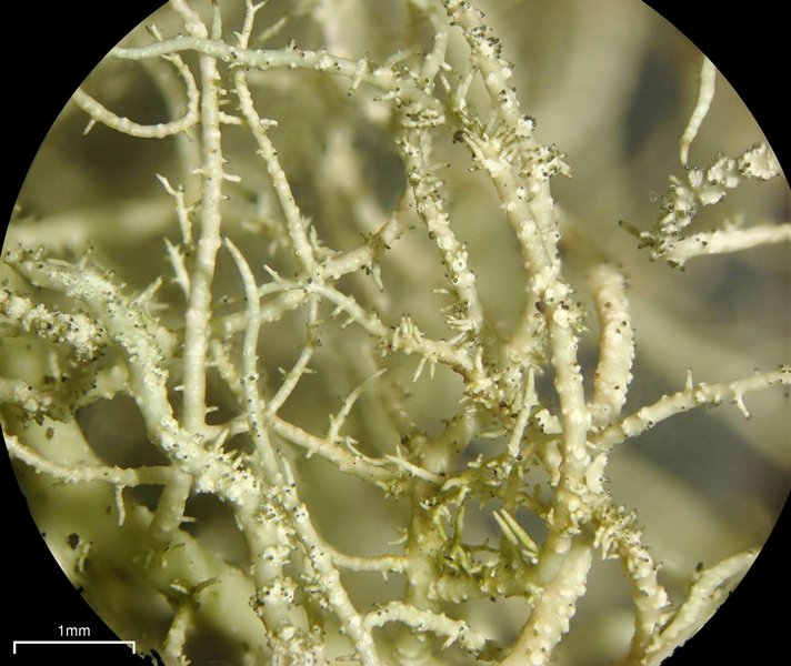Usnea halei