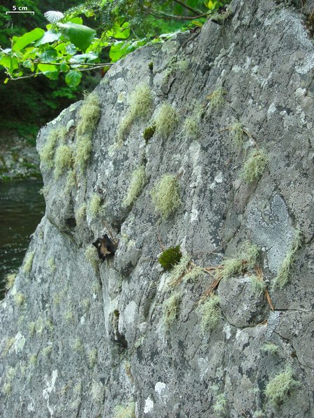 Usnea halei