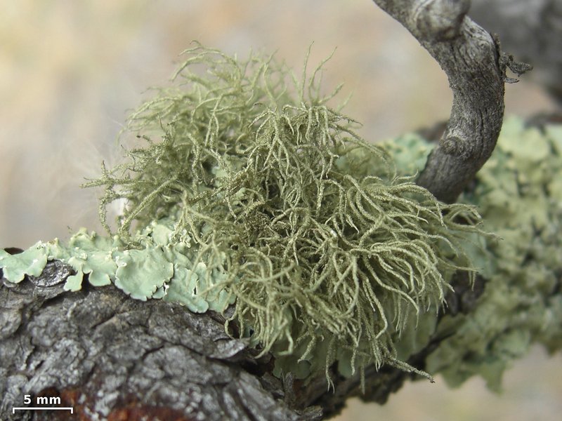 Usnea hirta