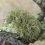 Usnea hirta