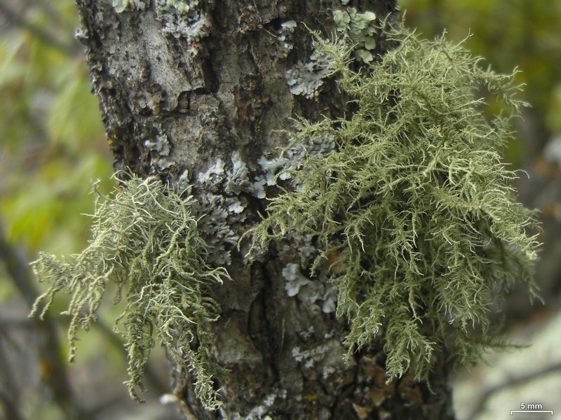 Usnea hirta