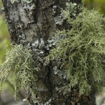 Usnea hirta