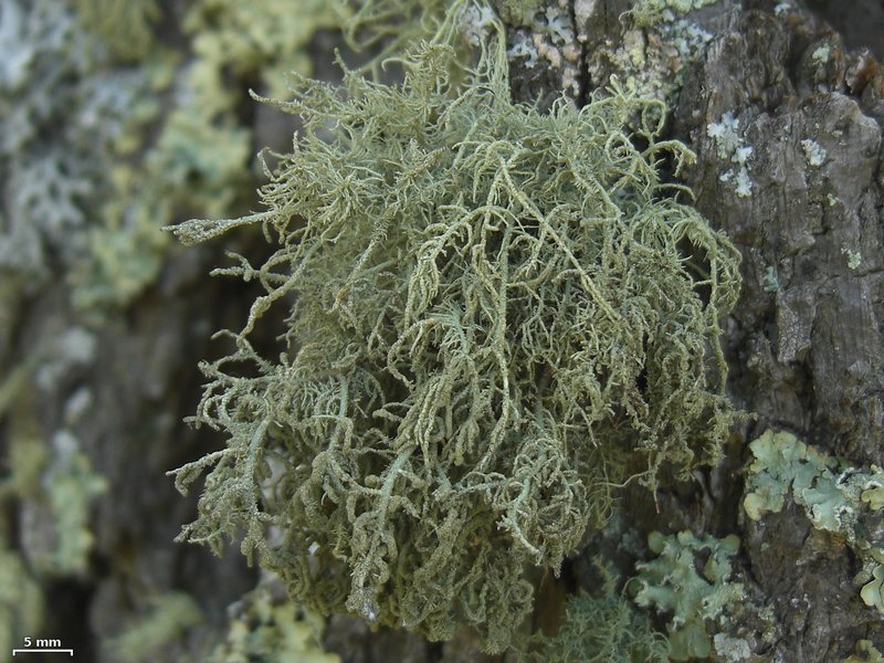 Usnea hirta