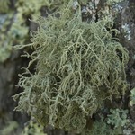 Usnea hirta