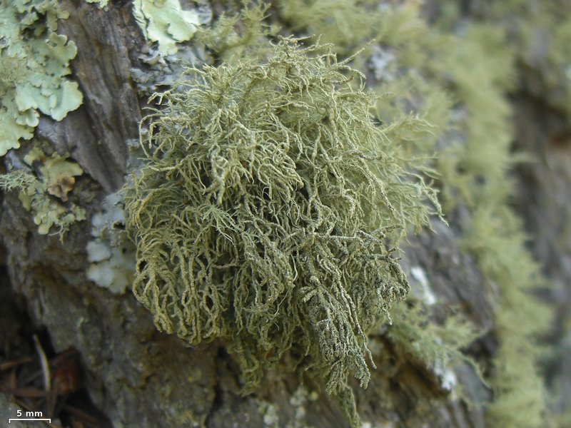 Usnea hirta