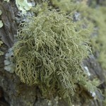 Usnea hirta