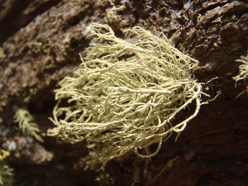 Usnea hirta