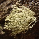 Usnea hirta