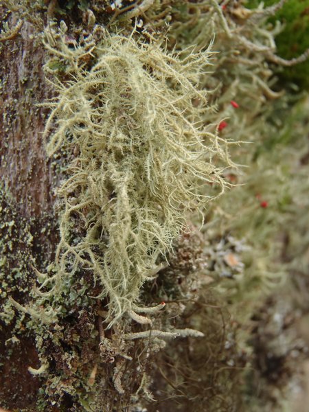 Usnea hirta